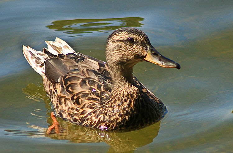 MALLARD