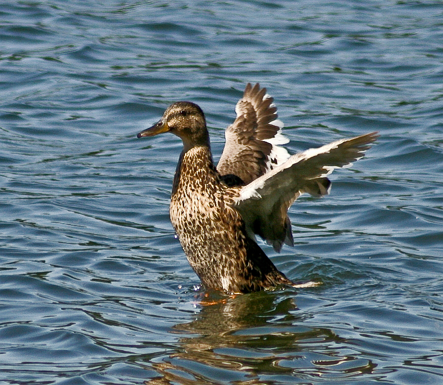 Mallard