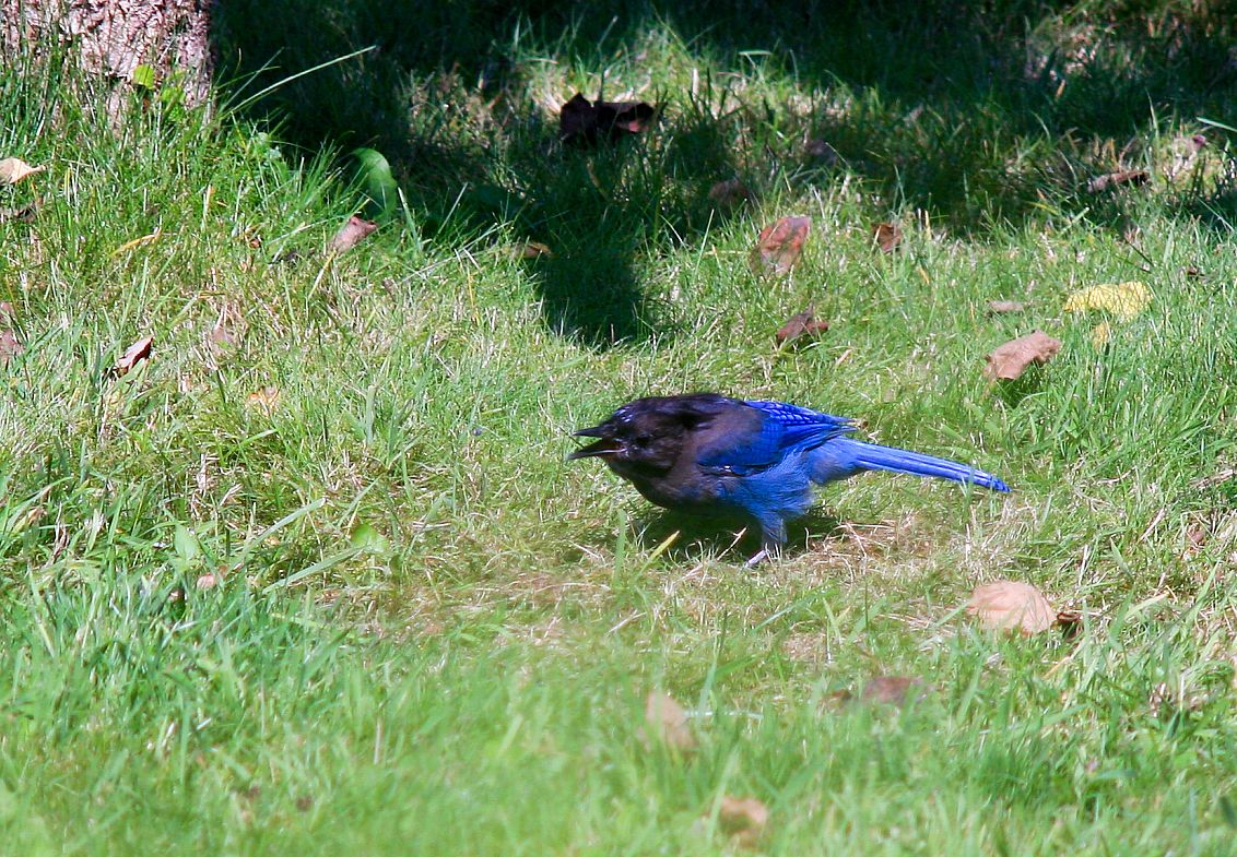 Squawking Blue Jay