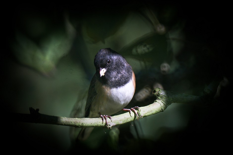 Chickadees