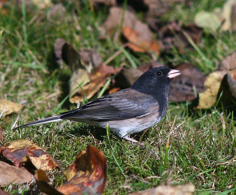 Chickadee