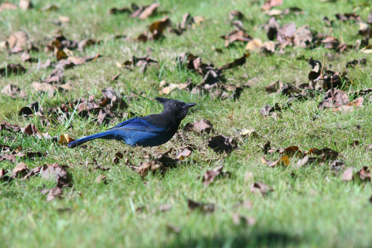 BlueJay