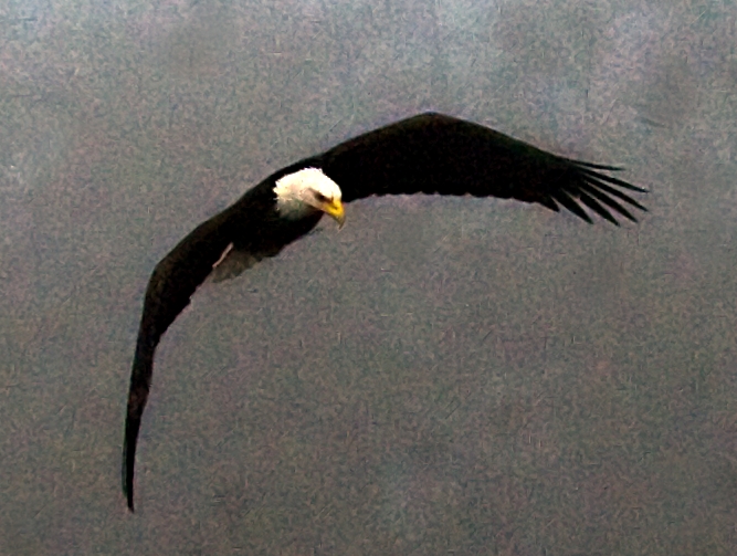 Bald Eagle
