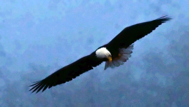 Bald Eagle