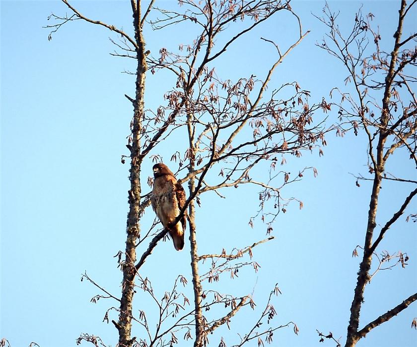 Red-tail Hawk