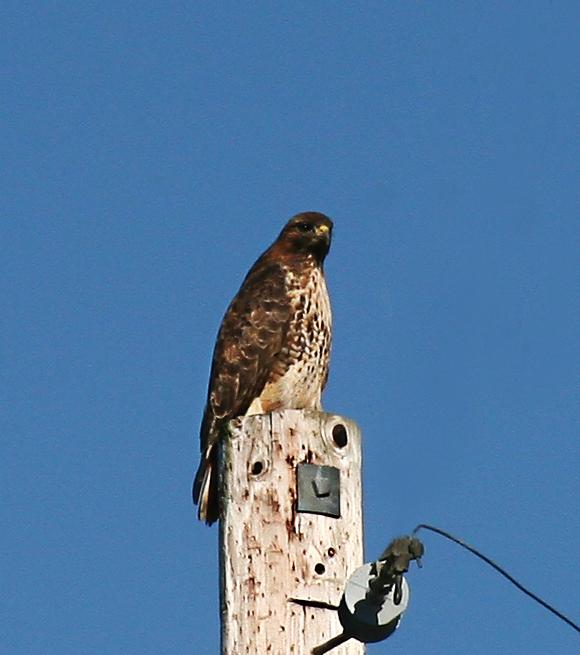 Red Tail Hawk