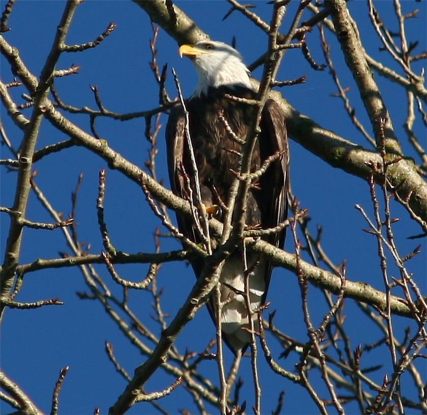 Bald Eagle