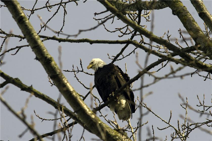Bald Eagle