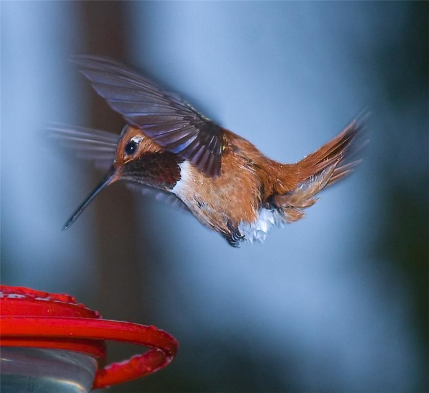 Humming Bird series