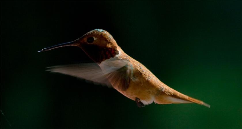 Rufous Hummingbird