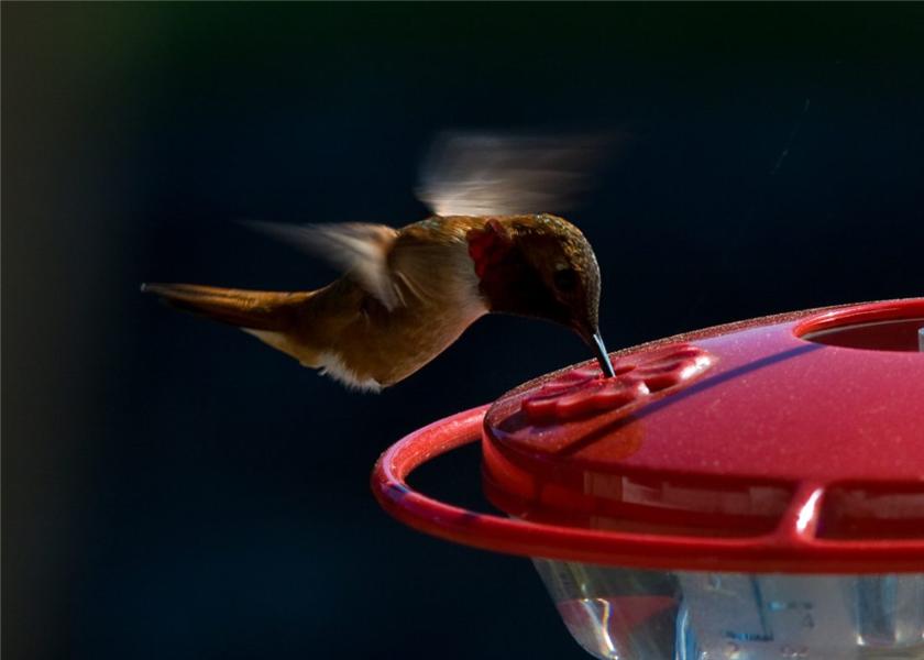 Rufous Hummingbird