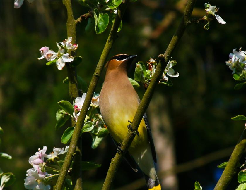 Cedar Wax Wing