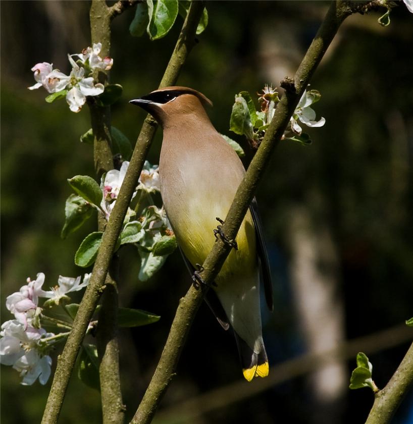 Cedar Wax Wing