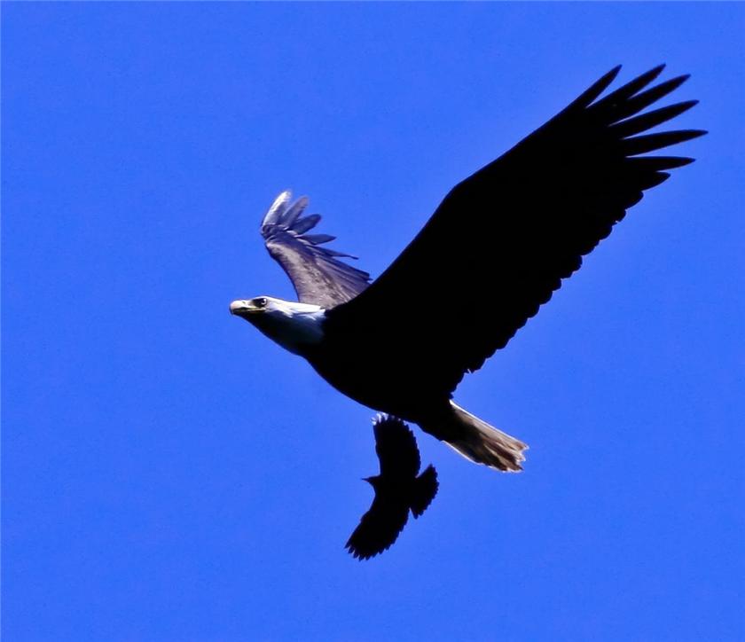 Bald Eagle