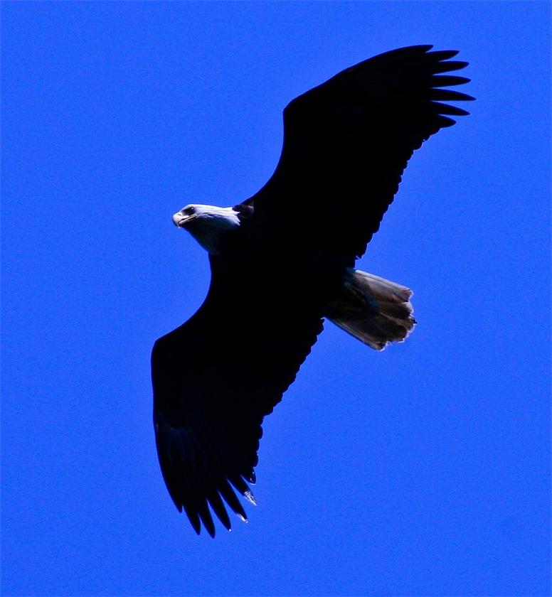 Bald Eagle
