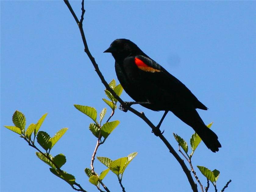Red Wing Blackbird