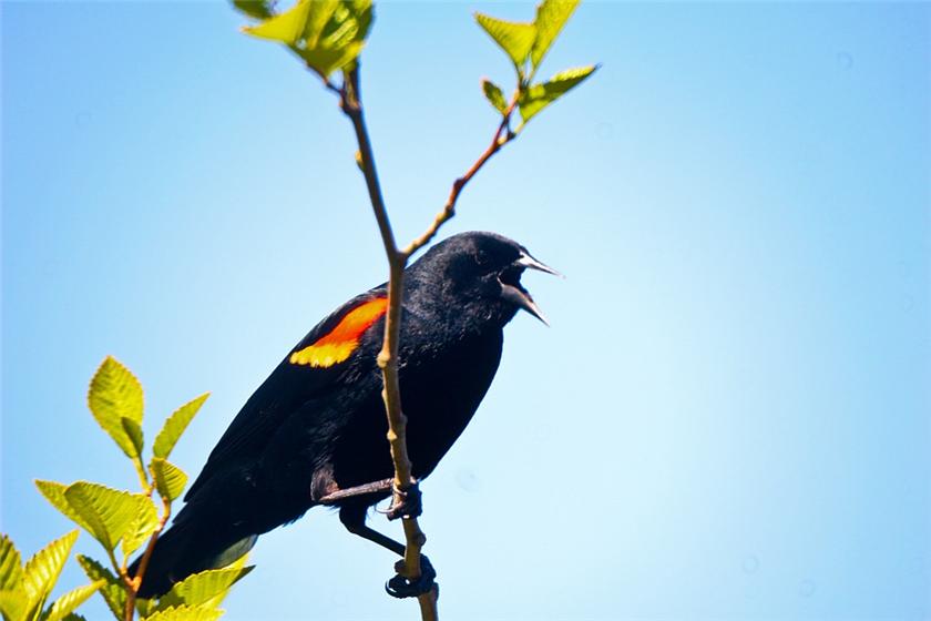 Squawker