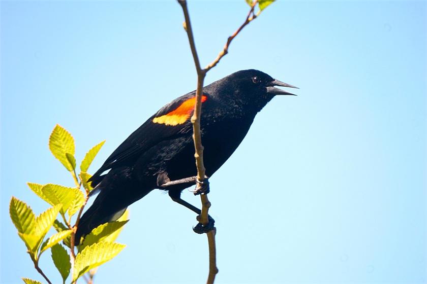 Red Wing Blackbird