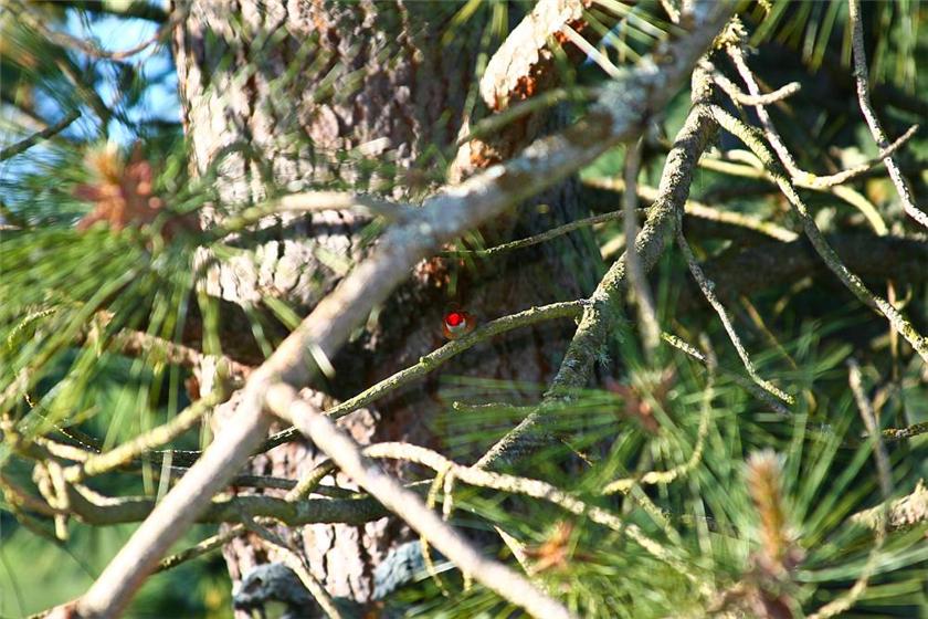 Rufous Hummer