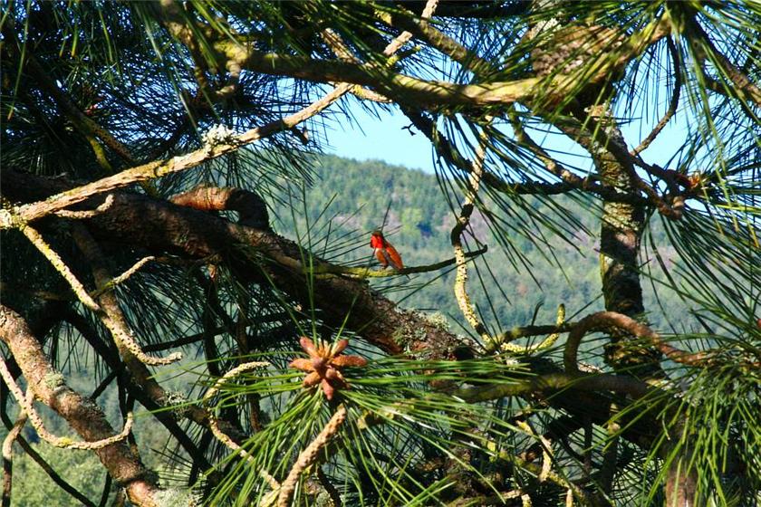 Rufous Hummer