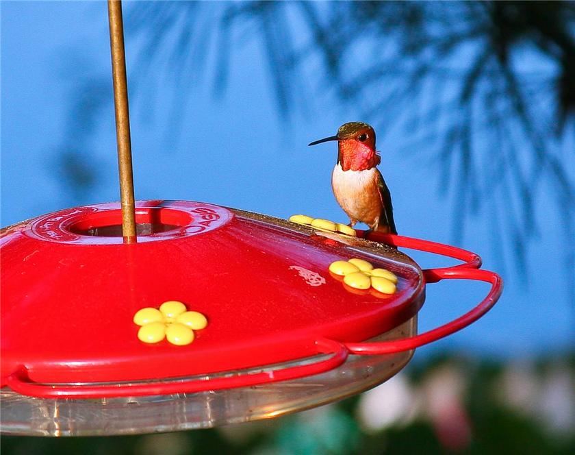 Rufous Hummer