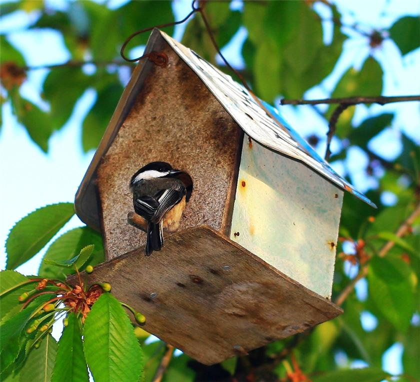 Black Capped Chickadee