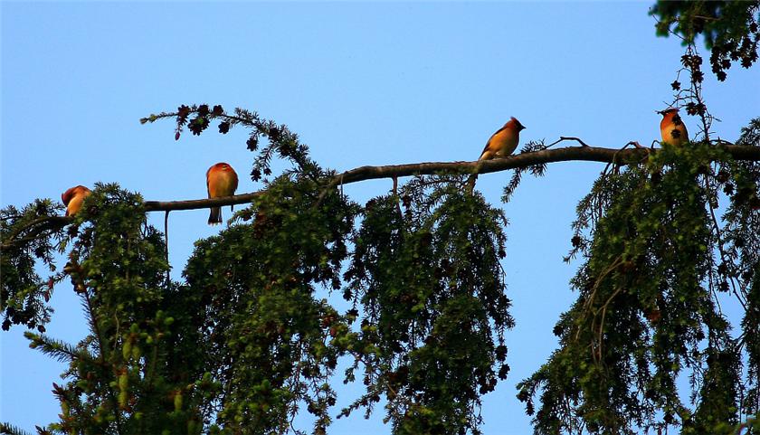 Cedar Wax Wing