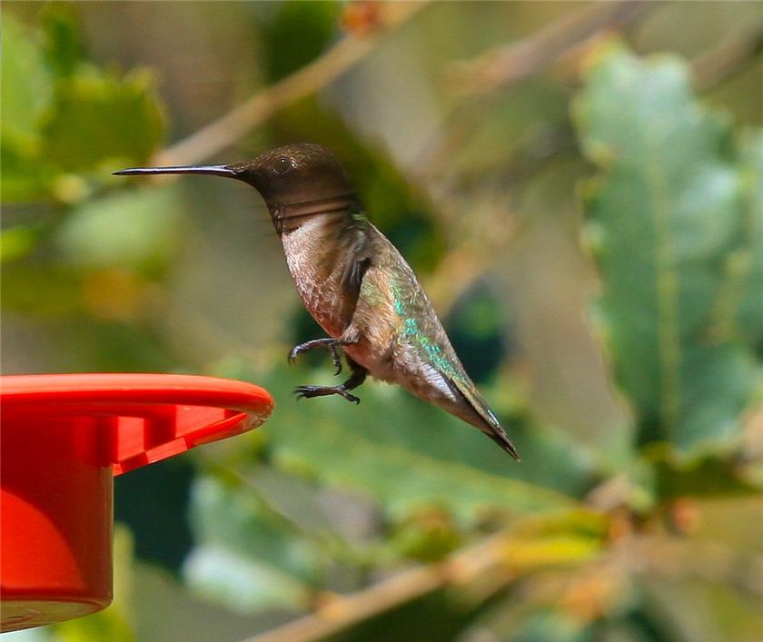 AZ Hummingbirds