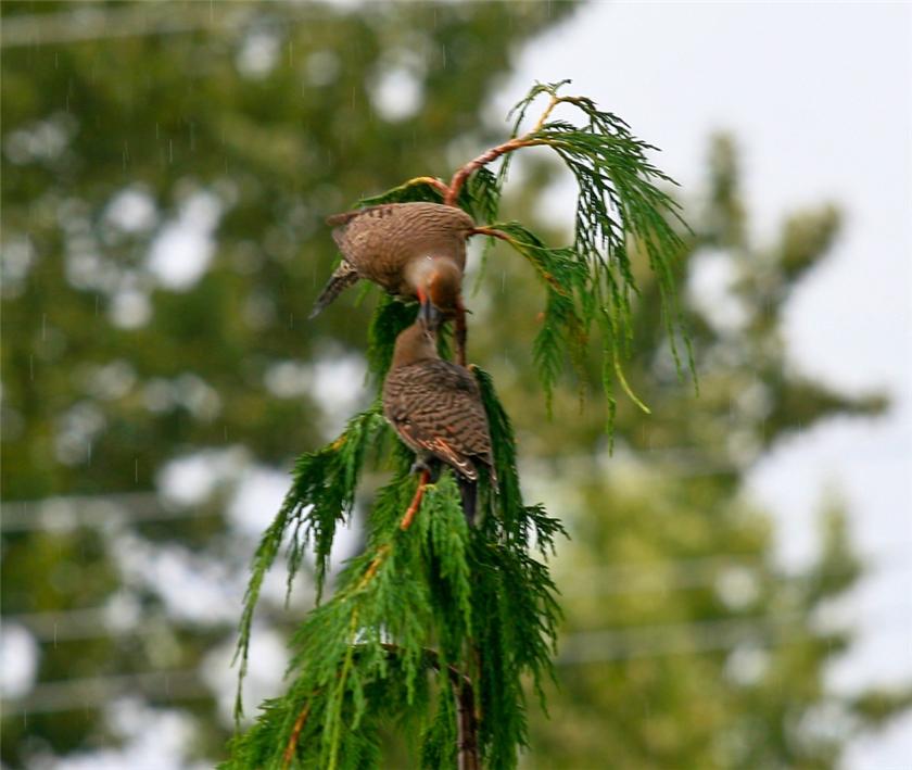 Sharing a meal