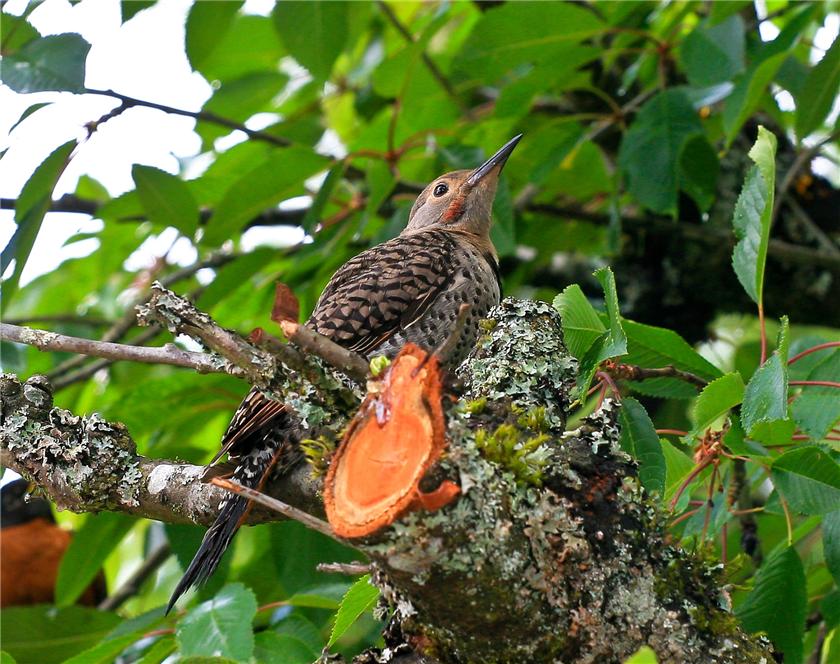 Northern Red Shafted Woodpecker