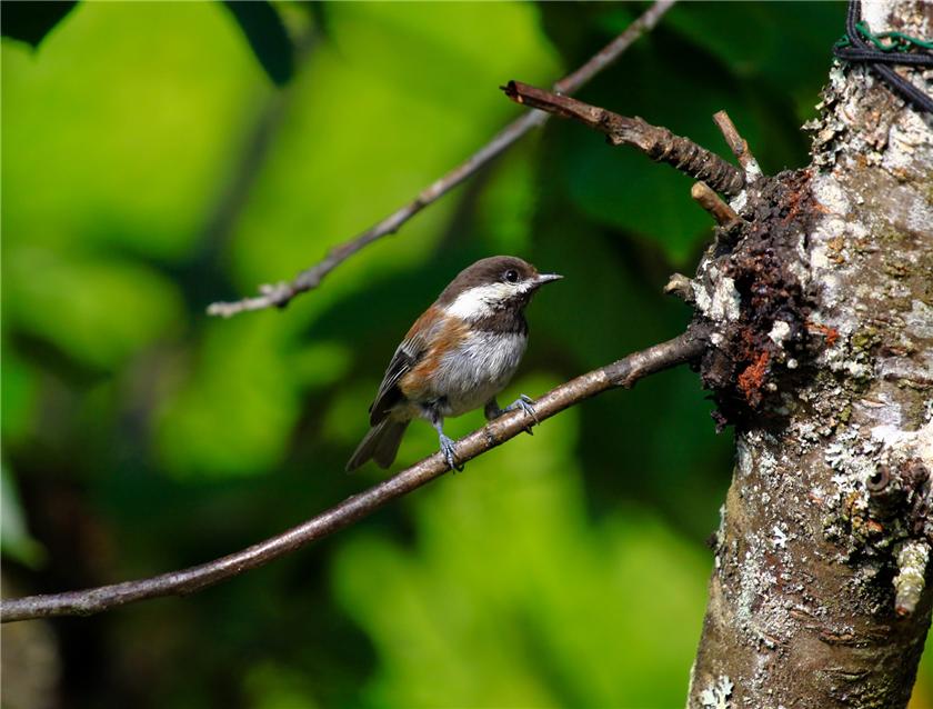 Chestnut-backed Chickadee