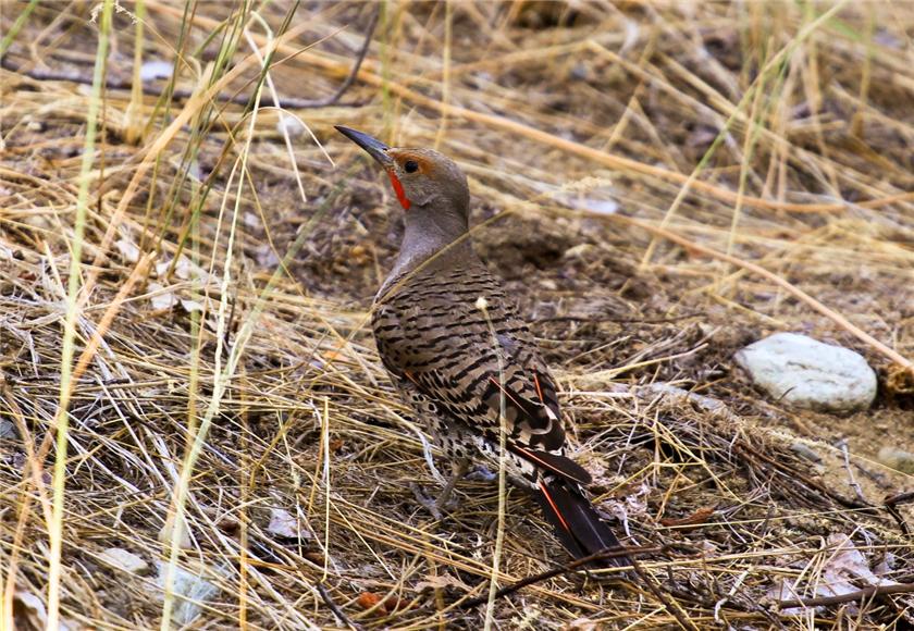 northern red shafted flicker