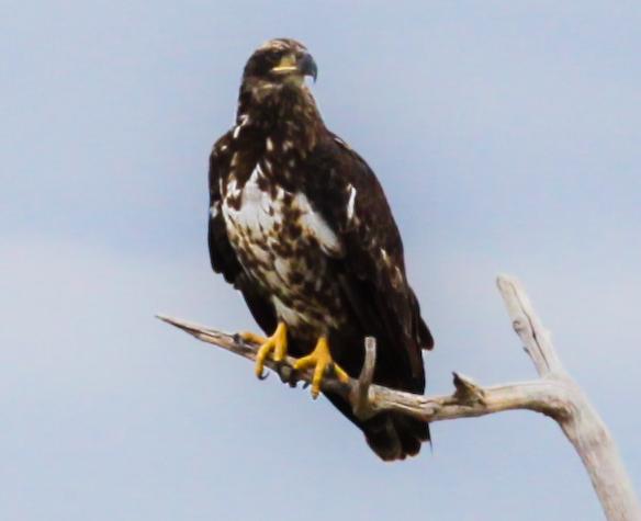 Northern Red Tail