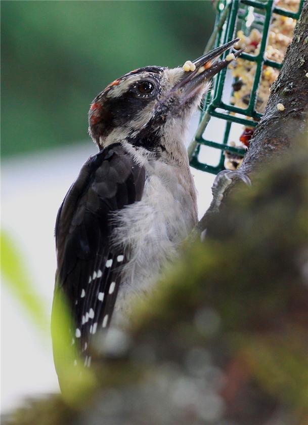 Hairy Woodpecker