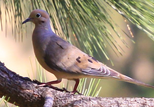Mourning Dove