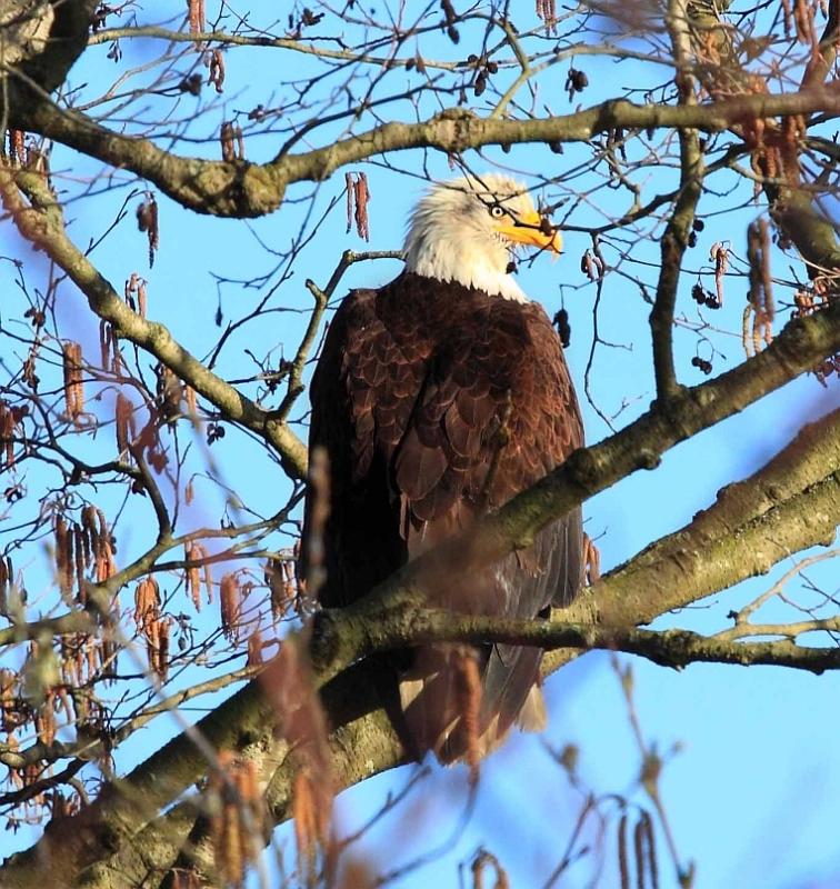 Bald Eagle