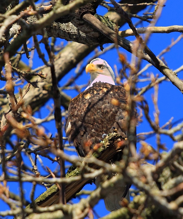 Bald Eagle