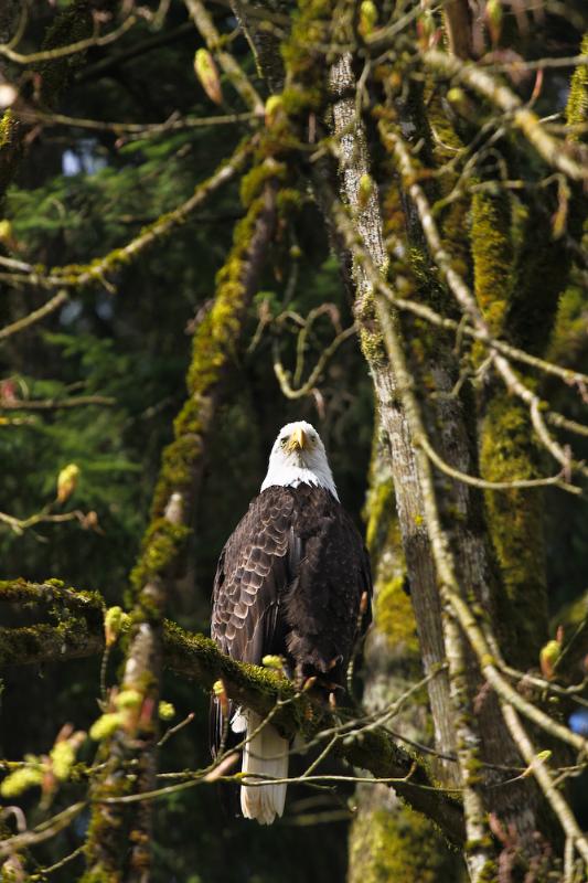 Bald Eagle