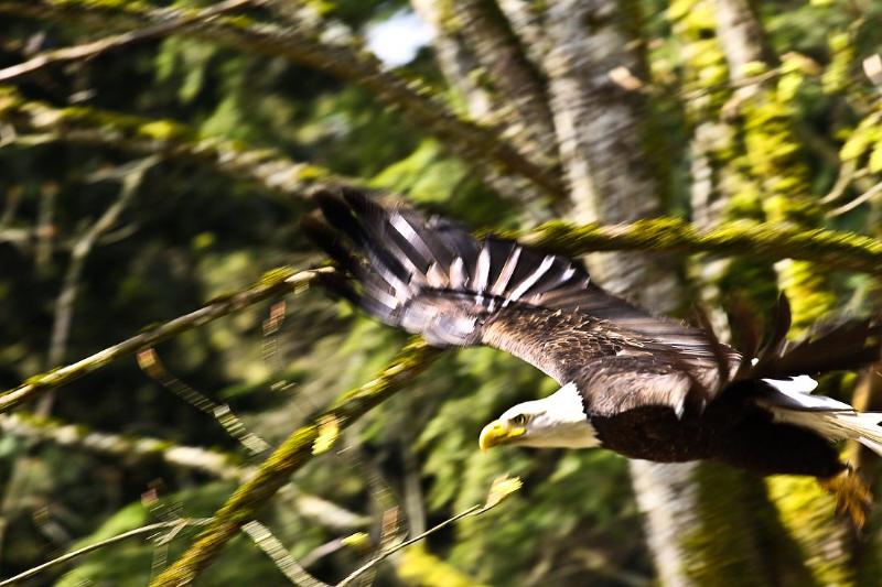 Bald Eagle