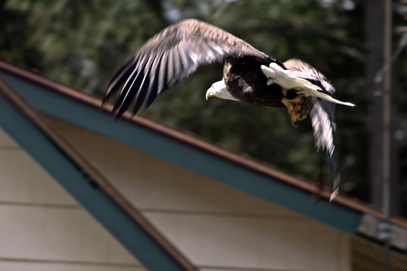 Bald Eagle
