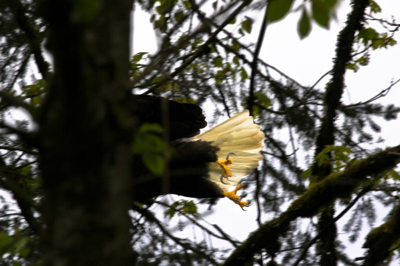 Bald Eagle