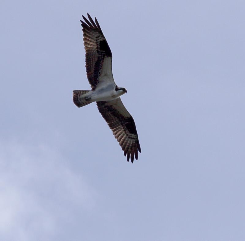 Osprey