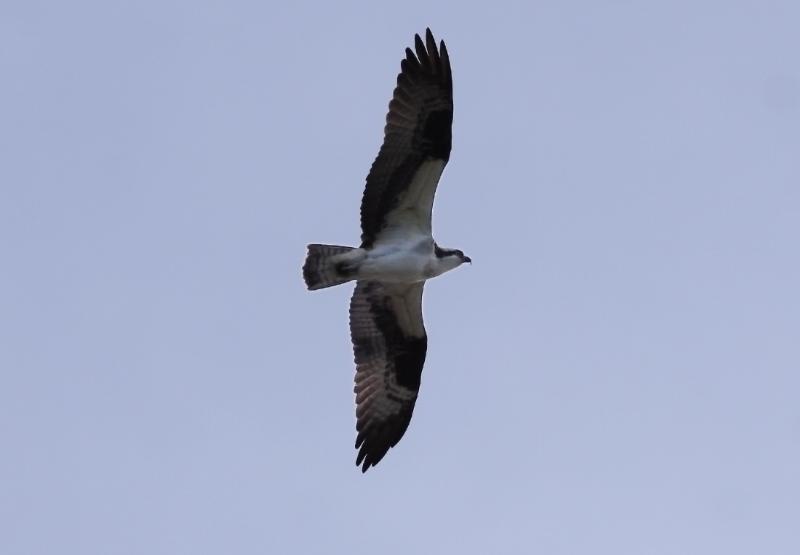 Osprey