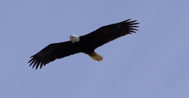 Bald Eagle