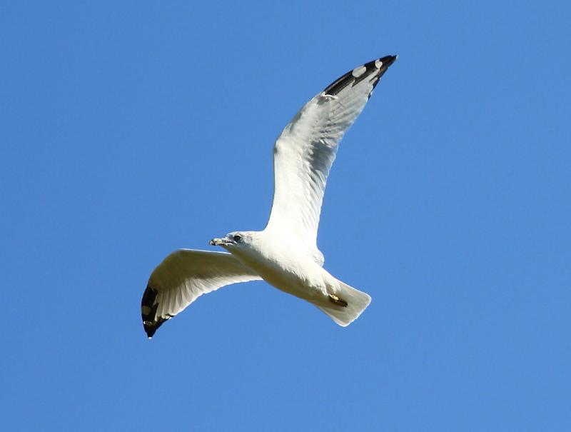 Gull