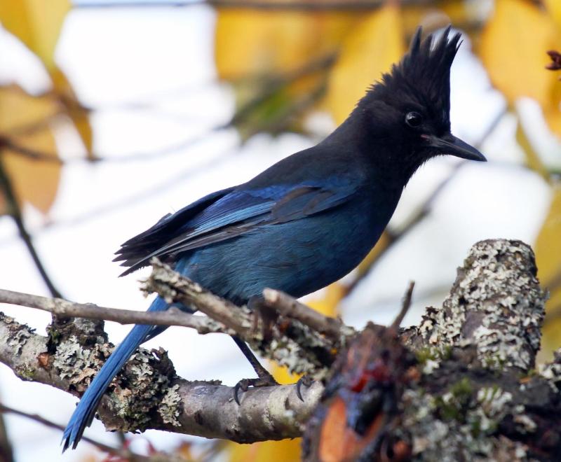 Stellar's Jay