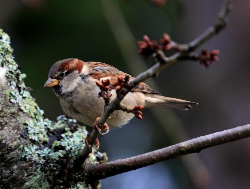 Sparrow