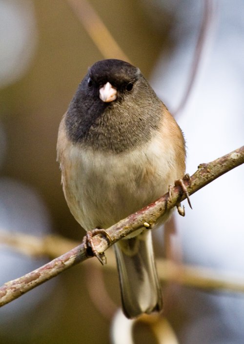 Junco