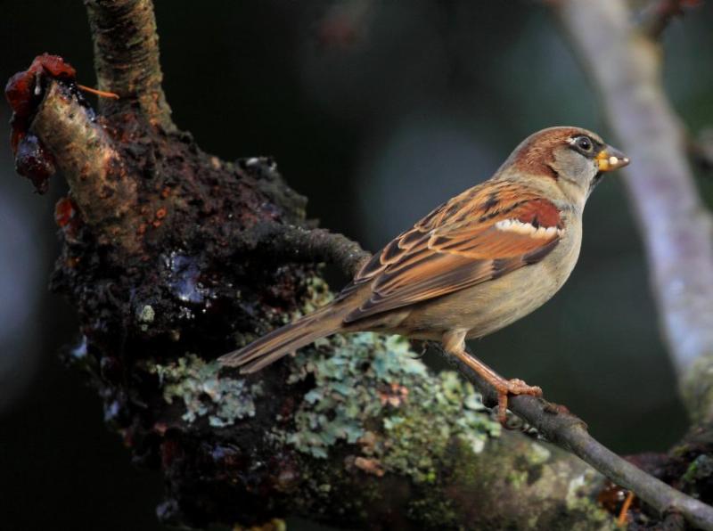 Sparrow