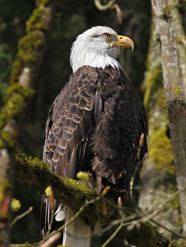Bald Eagle